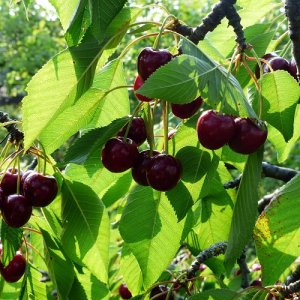 Čerešňa (Prunus avium) ´TECHLOVAN´- stredne skorá 140-160 cm, voľnokorenná